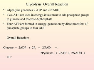 Glycolysis, Overall Reaction
• Glycolysis generates 2 ATP and 2 NADH
• Two ATP are used in energy-investment to add phosphate groups
to glucose and fructose-6-phosphate
• Four ATP are formed in energy-generation by direct transfers of
phosphate groups to four ADP
Overall Reaction:
Glucose + 2ADP + 2Pi + 2NAD+

2Pyruvate + 2ATP + 2NADH +
4H+
 