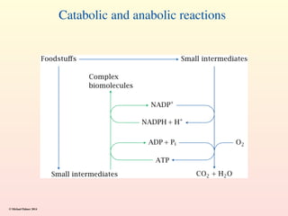 Catabolic and anabolic reactions
© Michael Palmer 2014
 