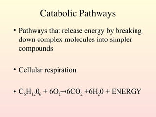 Catabolic Pathways
• Pathways that release energy by breaking
down complex molecules into simpler
compounds
• Cellular respiration
• C6H1206 + 6O26CO2 +6H20 + ENERGY
 