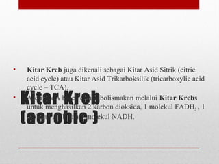 Kitar Kreb
(aerobic )
• Kitar Kreb juga dikenali sebagai Kitar Asid Sitrik (citric
acid cycle) atau Kitar Asid Trikarboksilik (tricarboxylic acid
cycle – TCA).
• Asetil KoA boleh dimetabolismakan melalui Kitar Krebs
untuk menghasilkan 2 karbon dioksida, 1 molekul FADH2 , 1
molekul ATP dan 3 molekul NADH.
 