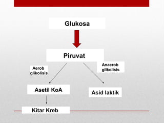 Glukosa
Piruvat
Kitar Kreb
Asid laktik
Aerob
glikolisis
Anaerob
glikolisis
Asetil KoA
 