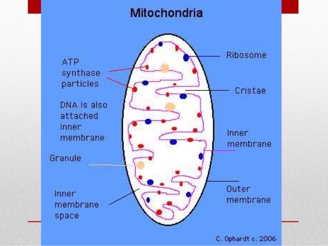 Metabolisma Lipid