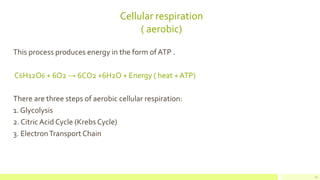 Cellular respiration
( aerobic)
This process produces energy in the form ofATP .
C6H12O6 + 6O2 → 6CO2 +6H2O + Energy ( heat +ATP)
There are three steps of aerobic cellular respiration:
1. Glycolysis
2. Citric Acid Cycle (Krebs Cycle)
3. ElectronTransport Chain
11
 