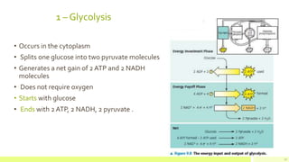 1 – Glycolysis
• Occurs in the cytoplasm
• Splits one glucose into two pyruvate molecules
• Generates a net gain of 2 ATP and 2 NADH
molecules
• Does not require oxygen
• Starts with glucose
• Ends with 2ATP, 2 NADH, 2 pyruvate .
12
 