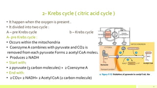 2- Krebs cycle ( citric acid cycle )
• It happen when the oxygen is present .
• It divided into two cycle :
A – pre Krebs cycle b – Krebs cycle
A- pre Krebs cycle :
• Occurs within the mitochondria
• CoenzymeA combines with pyruvate and CO2 is
removed from each pyruvate Forms 2 acetyl CoA molecules
• Produces 2 NADH
• Start with:
• 2 pyruvate (3 carbon molecules) + 2 CoenzymeA
• End with:
• 2 CO2+ 2 NADH+ 2 Acetyl CoA (2 carbon molecule)
13
 
