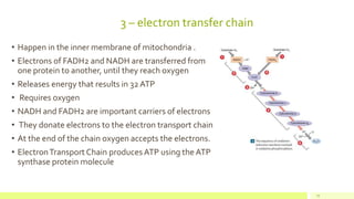 3 – electron transfer chain
• Happen in the inner membrane of mitochondria .
• Electrons of FADH2 and NADH are transferred from
one protein to another, until they reach oxygen
• Releases energy that results in 32 ATP
• Requires oxygen
• NADH and FADH2 are important carriers of electrons
• They donate electrons to the electron transport chain
• At the end of the chain oxygen accepts the electrons.
• ElectronTransport Chain producesATP using the ATP
synthase protein molecule
15
 