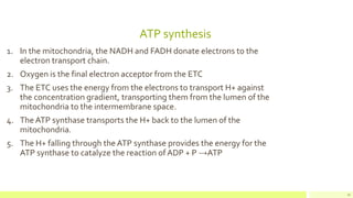 ATP synthesis
1. In the mitochondria, the NADH and FADH donate electrons to the
electron transport chain.
2. Oxygen is the final electron acceptor from the ETC
3. The ETC uses the energy from the electrons to transport H+ against
the concentration gradient, transporting them from the lumen of the
mitochondria to the intermembrane space.
4. The ATP synthase transports the H+ back to the lumen of the
mitochondria.
5. The H+ falling through the ATP synthase provides the energy for the
ATP synthase to catalyze the reaction of ADP + P →ATP
16
 