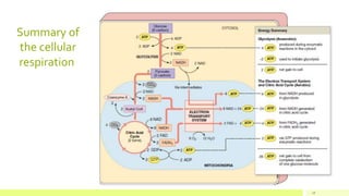 Summary of
the cellular
respiration
18
 