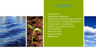 Content
• Introduction .
• Metabolism definition .
• The Structure and Hydrolysis of ATP .
• Nutrient Use in Cellular Metabolism .
• Fermentation ( anaerobic ) .
• Cellular respiration ( aerobic) .
• ATP synthesis .
• Metabolic rate .
• Energy budget .
• References .
 