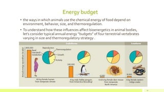 Energy budget
• the ways in which animals use the chemical energy of food depend on
environment, behavior, size, and thermoregulation.
• To understand how these influences affect bioenergetics in animal bodies,
let’s consider typical annual energy “budgets” of four terrestrial vertebrates
varying in size and thermoregulatory strategy .
34
 