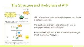 The Structure and Hydrolysis of ATP
7
ATP ( adenosine tri –phosphate ) is important molecule
in cellular energetic .
The reaction is exergonic and releases 7.3 kcal of
energy per mole of ATP hydrolyzed .
An animal cell regenerate ATP fromADP by adding p .
Which is called ATP recycle .
 