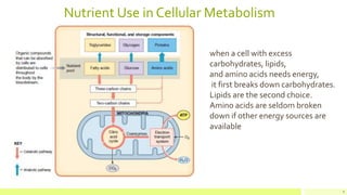 Nutrient Use in Cellular Metabolism
8
when a cell with excess
carbohydrates, lipids,
and amino acids needs energy,
it first breaks down carbohydrates.
Lipids are the second choice.
Amino acids are seldom broken
down if other energy sources are
available
 