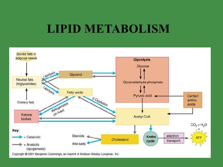 lipid metabolism diagram metabolism and nutrition lipid metabolism diagram metabolism and nutrition