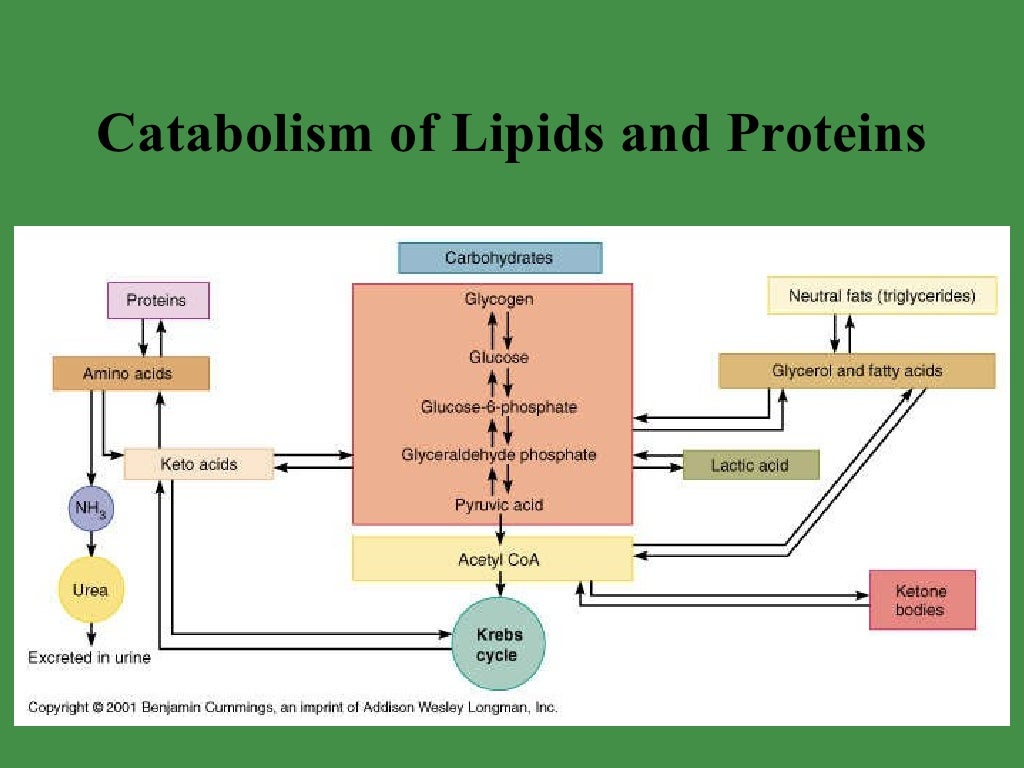 Metabolism And Nutrition