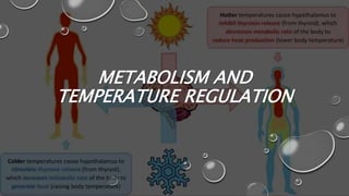 METABOLISM AND
TEMPERATURE REGULATION
 