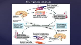 Heat regulation in humans
 