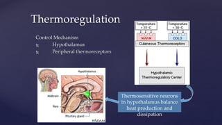 Control Mechanism
 Hypothalamus
 Peripheral thermoreceptors
Thermoregulation
Thermosensitive neurons
in hypothalamus balance
heat production and
dissipation
 