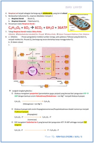 BUKU CANTIK
Create By : DIAN PUJI LESTARI / XII A3 / 11
4. Respirasi sel terjadi sebagian berlangsung di mitokondria, yang lain di sitosol
5. Berdasarkan kebutuhan O2, respirasi dibedakan menjadi 2
a. Respirasi Aerob : Butuh O2
b. Respirasi Anaerob : Tidak butuh O2
6. Persamaan reaksi Respirasi Aerob :
C6H12O6 + 6O2  6CO2 + 6H2O + 36ATP
7. Tahap Respirasi Aerob melalui Siklus Krebs
Glikolisis  dekarboksilasi oksidatif As. Piruvat  Siklus Krebs  Sistem Transport Elektron / Sist. Sitokron
8. a . Glikolisis : Proses pengubahan molekul sumber energy, yaitu glukosa / heksosa yang beratom C6
nenjadi molekul As. Piruvat (C3) berlangsung secara bertahap tanpa menggunakan O2
b . Di dalam sitosol
c .
 Langkah-langkah glikolisis :
 Glukosa mengalami posporilasi (penambahan gugus pospat) yang berasal dari penguraian ATP 
ADP dengan bantuan enzim Heksokinase/Glukokinase + ion Mg2+
menjadi Glukosa 6 pospat.
C6H12O6 C6H11O6
(Heksoginase + ion Mg++
)
 Glukosa 6 pospat oleh enzim Pospoglukoisomerase/Pospoheksokinase diubah isomernya menjadi
Fruktosa 6 pospat.
(Pospogluko)
C6H12O6 – P C6H11O6 – P
(Isomerase)
 F6P mengalami fosforilasi ke-2 yang berasal dari penguraian ATP  ADP sehingga menjadi FDP
(organic)
C6H11O6 –P P – C6H10O6 – P
 