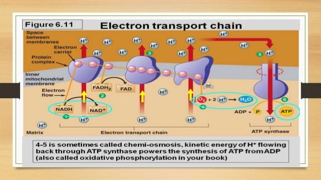 Metabolisme