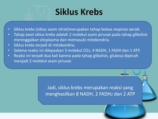 Siklus Krebs
• Siklus krebs (siklus asam sitrat)merupakan tahap kedua respirasi aerob.
• Tahap awal siklus krebs adalah 2 molekul asam piruvat pada tahap glikolisis
meninggalkan sitoplasma dan memasuki mitokondria.
• Siklus krebs terjadi di mitokondria.
• Selama reaksi ini dilepaskan 3 molekul CO2, 4 NADH, 1 FADH dan 1 ATP.
• Reaksi ini terjadi dua kali karena pada tahap glikolisis, glukosa dipecah
menjadi 2 molekul asam piruvat.
Jadi, siklus krebs merupakan reaksi yang
menghasilkan 8 NADH, 2 FADH2 dan 2 ATP
 