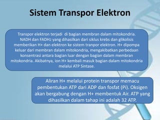 Sistem Transpor Elektron
Transpor elektron terjadi di bagian membran dalam mitokondria.
NADH dan FADH2 yang dihasilkan dari siklus krebs dan glikolisis
memberikan H+ dan elektron ke sistem tranpor elektron. H+ dipompa
keluar dari membran dalam mitokondria, mengakibatkan perbedaan
konsentrasi antara bagian luar dengan bagian dalam membran
mitokondria. Akibatnya, ion H+ kembali masuk bagian dalam mitokondria
melalui ATP Sintase.
Aliran H+ melalui protein transpor memacu
pembentukan ATP dari ADP dan fosfat (Pi). Oksigen
akan bergabung dengan H+ membentuk Air. ATP yang
dihasilkan dalam tahap ini adalah 32 ATP.
 