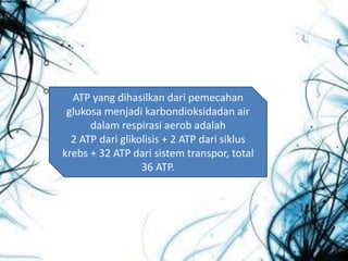ATP yang dihasilkan dari pemecahan
glukosa menjadi karbondioksidadan air
dalam respirasi aerob adalah
2 ATP dari glikolisis + 2 ATP dari siklus
krebs + 32 ATP dari sistem transpor, total
36 ATP.
 