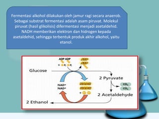 Fermentasi alkohol dilakukan oleh jamur ragi secara anaerob.
Sebagai substrat fermentasi adalah asam piruvat. Molekul
piruvat (hasil glikolisis) difermentasi menjadi asetaldehid.
NADH memberikan elektron dan hidrogen kepada
asetaldehid, sehingga terbentuk produk akhir alkohol, yaitu
etanol.
 