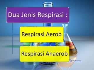 Dua Jenis Respirasi :
Respirasi Aerob
Respirasi Anaerob
 