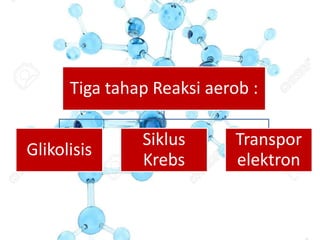 Tiga tahap Reaksi aerob :
Glikolisis
Siklus
Krebs
Transpor
elektron
 