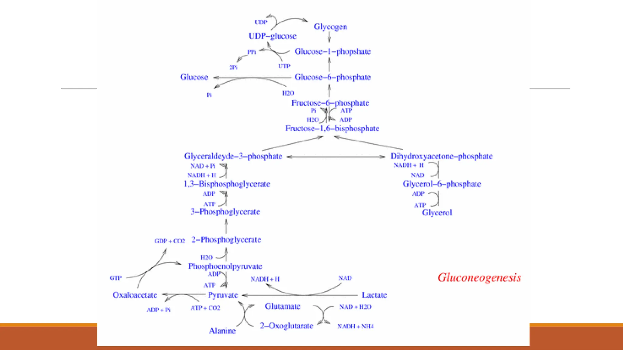 Metabolosomes Color metabolisme manusia secara sederhana.pptx