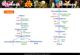 Glyceraldehid-3-fosfat
1 Glikolisis
                                                                                       NAD+P       gliseraldehid-3-fosfat
                    Glukosa                                                          NADH+H
                                                                                                       dehidrogenase
                 ATP
                            heksokinase                                                1,3-bifosfogliserat
                 ADP        glukokinase
                                                                                        ADP          fosfogliserat
                                                                                                        kinase
                Glukosa-6-fosfat                                                        ATP
                            fosfoheksose                                                  3-fosfogliserat
                            isomerase                                                                  fosfogliserat
               Fruktosa -6-fosfat                                                                         mutase
                 ATP         fosfo-                                                       2-fosfogliserat
                             fruktokinase-1
                 ADP
                                                                                                         enolase
               Fruktosa-1,6-bifosfat
                                                                                        Fosfoenolpiruvat
                         aldolase                                                       ADP          piruvat
                                           Dihidroksiaseton                                          kinase
Glyceraldehid-3-fosfat                                                                  ATP
                          triosefosfat
                           isomerase
                                                fosfat                                         Piruvat




                                Copyright@2006 Ikke Soehartina. All right reserved                                          3 3
 