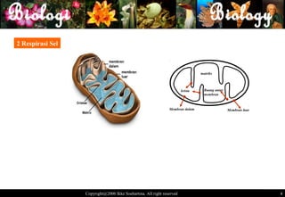 2 Respirasi Sel



                                                                                matriks



                                                                       krista     Ruang antar
                                                                                  membran



                                                               Membran dalam                    Membran luar




                  Copyright@2006 Ikke Soehartina. All right reserved                                           4 4
 