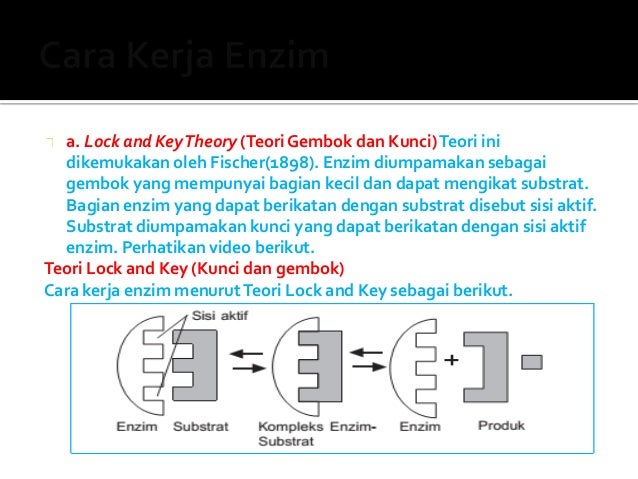 Cara Kerja Enzim Menurut Teori Lock And Key Dan Induced Fit Info Seputar Kerjaan Cara Kerja Enzim Menurut Teori Lock And Key Dan Induced Fit Info Seputar Kerjaan