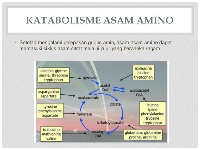 Metabolisme Asam Amino