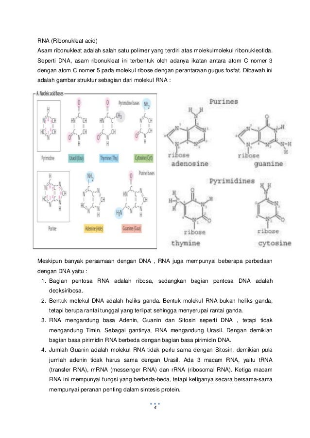 Metabolisme Asam Nukleat