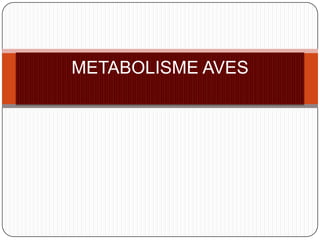 METABOLISME AVES

 