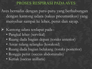 PROSES RESPIRASI PADA AVES

Aves bernafas dengan paru-paru yang berhubungan
dengan kantong udara (sakus pneumatikus) yang
menyebar sampai ke leher, perut dan sayap.
 Kantong udara terdapat pada :
• Pangkal leher (servikal)
• Ruang dada bagian depan (toraks anterior)
• Antar tulang selangka (korakoid)
• Ruang dada bagian belakang (toraks posterior)
• Rongga perut (saccus abdominalis)
• Ketiak (saccus axillaris)

 