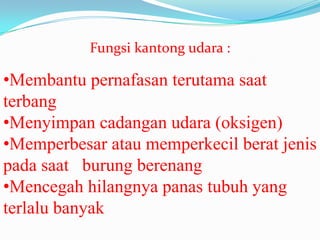 Fungsi kantong udara :

•Membantu pernafasan terutama saat
terbang
•Menyimpan cadangan udara (oksigen)
•Memperbesar atau memperkecil berat jenis
pada saat burung berenang
•Mencegah hilangnya panas tubuh yang
terlalu banyak

 