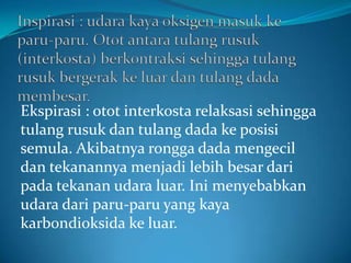 Ekspirasi : otot interkosta relaksasi sehingga
tulang rusuk dan tulang dada ke posisi
semula. Akibatnya rongga dada mengecil
dan tekanannya menjadi lebih besar dari
pada tekanan udara luar. Ini menyebabkan
udara dari paru-paru yang kaya
karbondioksida ke luar.

 