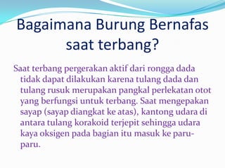Bagaimana Burung Bernafas
saat terbang?
Saat terbang pergerakan aktif dari rongga dada
tidak dapat dilakukan karena tulang dada dan
tulang rusuk merupakan pangkal perlekatan otot
yang berfungsi untuk terbang. Saat mengepakan
sayap (sayap diangkat ke atas), kantong udara di
antara tulang korakoid terjepit sehingga udara
kaya oksigen pada bagian itu masuk ke paruparu.

 