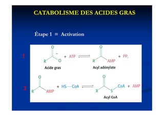 CATABOLISME DES ACIDES GRAS


    Étape 1 = Activation



1




2
 