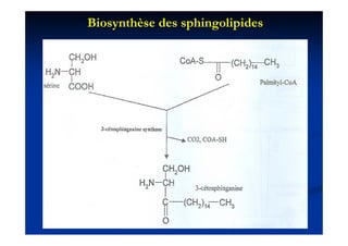 Biosynthèse des sphingolipides
 