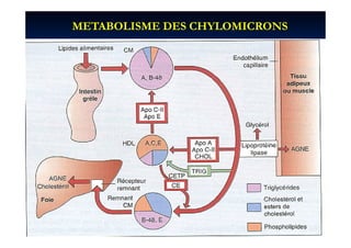 METABOLISME DES CHYLOMICRONS
 
