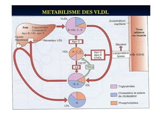 METABILISME DES VLDL
 
