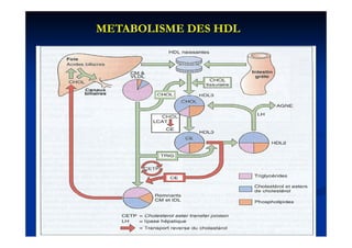 METABOLISME DES HDL
 