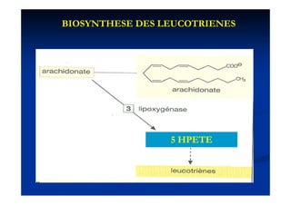 BIOSYNTHESE DES LEUCOTRIENES




                 5 HPETE
 