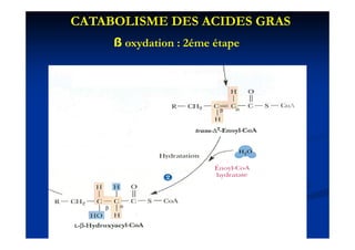 CATABOLISME DES ACIDES GRAS
     ß oxydation : 2é
          d i      2éme é
                        étape
 