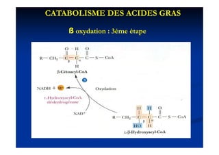 CATABOLISME DES ACIDES GRAS

    ß oxydation : 3éme étape
 