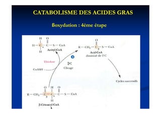 CATABOLISME DES ACIDES GRAS

     ßoxydation : 4éme étape
 