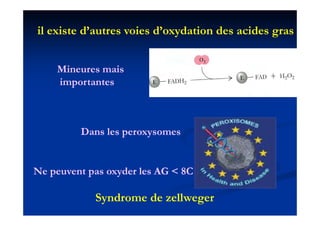 il existe d’autres voies d’oxydation des acides gras
                             y                  g


    Mineures mais
    importantes
      p



         Dans les peroxysomes


Ne peuvent pas oxyder les AG < 8C

            Syndrome de zellweger
 